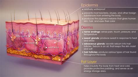 Different Layers Of Skin And Their Functions