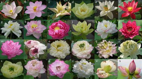 Different Lotus Colors