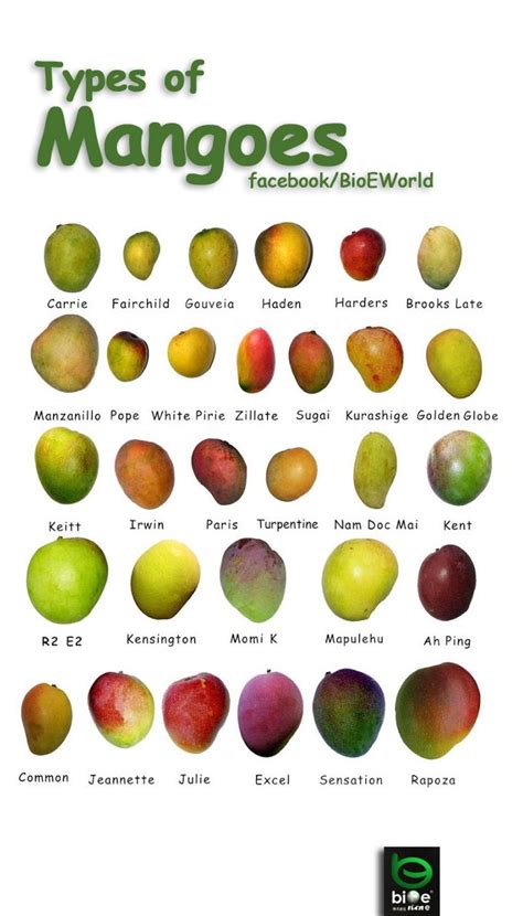 Different Mango Varieties