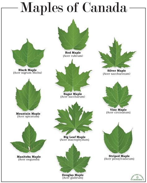 Different Maple Trees By Leaf