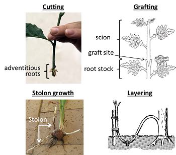 different methods of plant propagation pdf notes