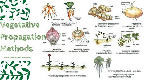 different methods of vegetative propagation