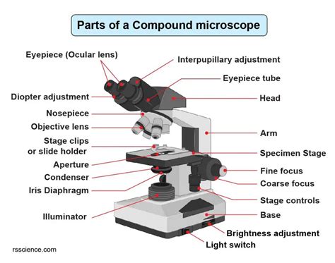 Different Parts And Functions Of A Compound Microscope