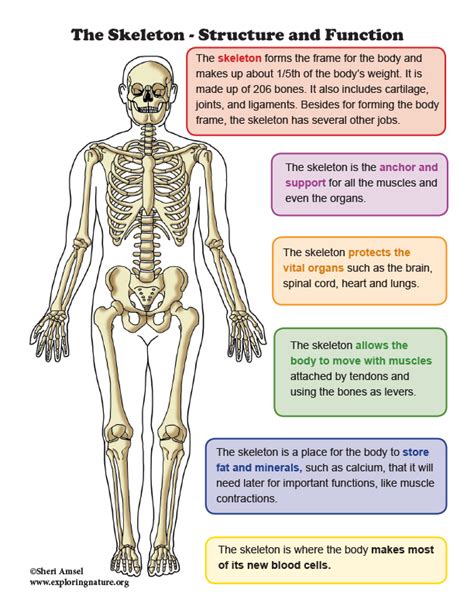 different parts of skeletal system and its functions