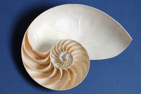 different patterns in nature math