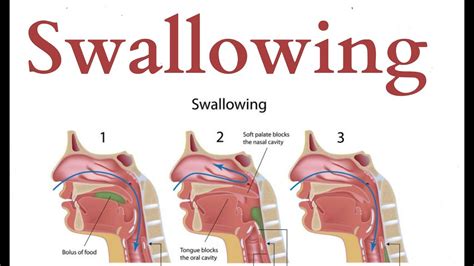 Different Stages Of Swallowing
