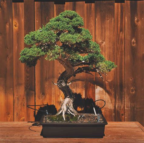 different styles of bonsai trees