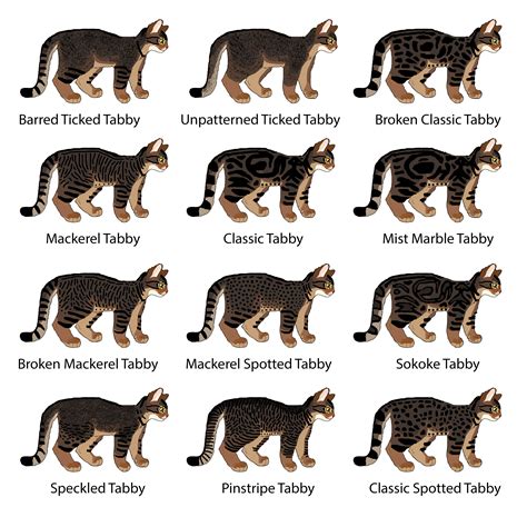 different tabby coat patterns