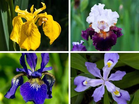 different type of iris