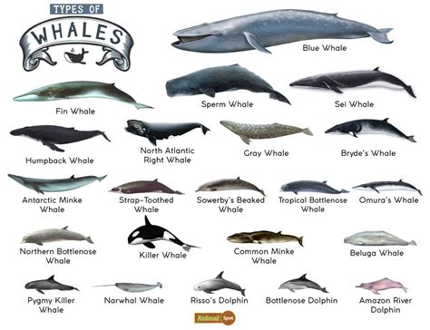 different type of whales