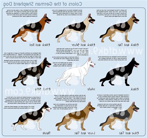 different types german shepherd