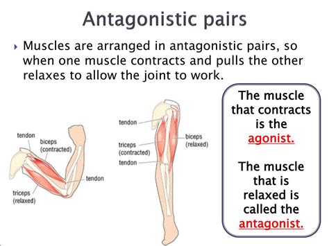Different Types Of Antagonistic Pairs