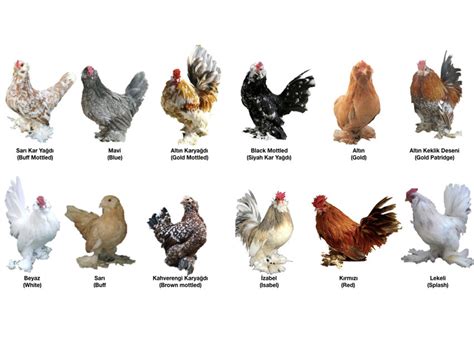 different types of bantams