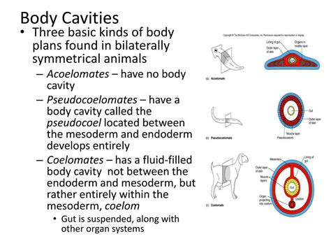 different types of body cavities in animals