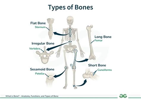 Different Types Of Bones Examples