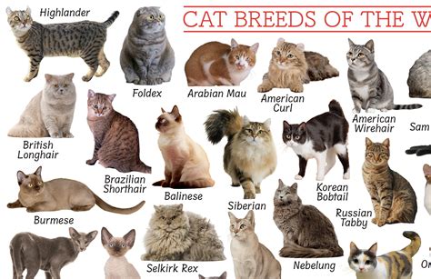 Different Types Of Cat Breed
