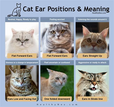 Different Types Of Cat Ears