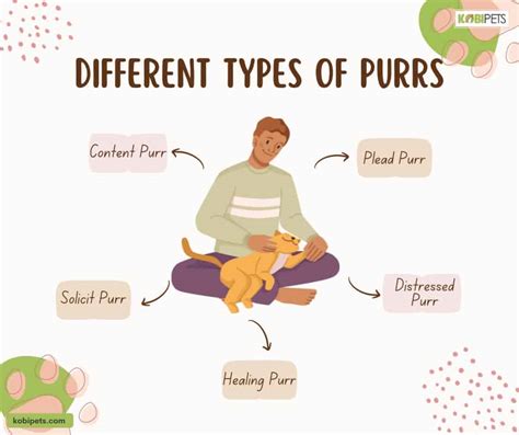 Different Types Of Cat Purrs