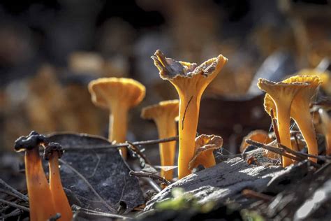 Different Types Of Chanterelles