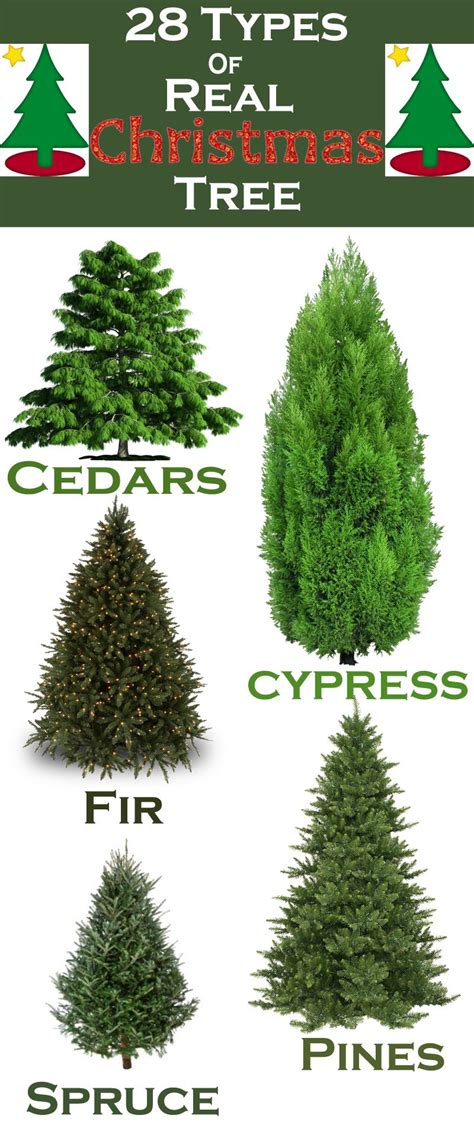 Different Types Of Christmas Tree Branches