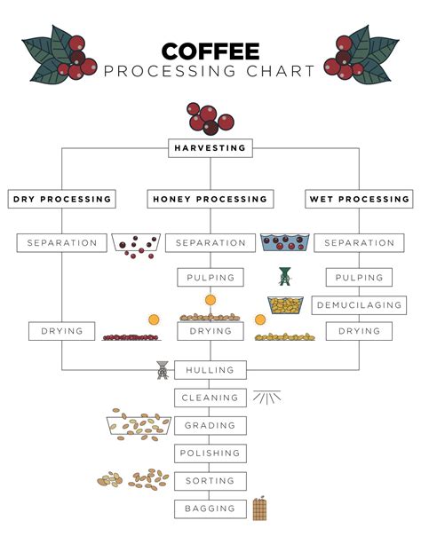 Different Types Of Coffee Processing