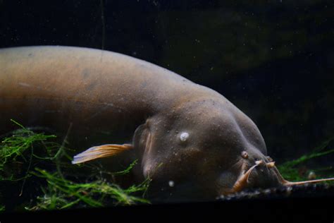 Different Types Of Electric Catfish