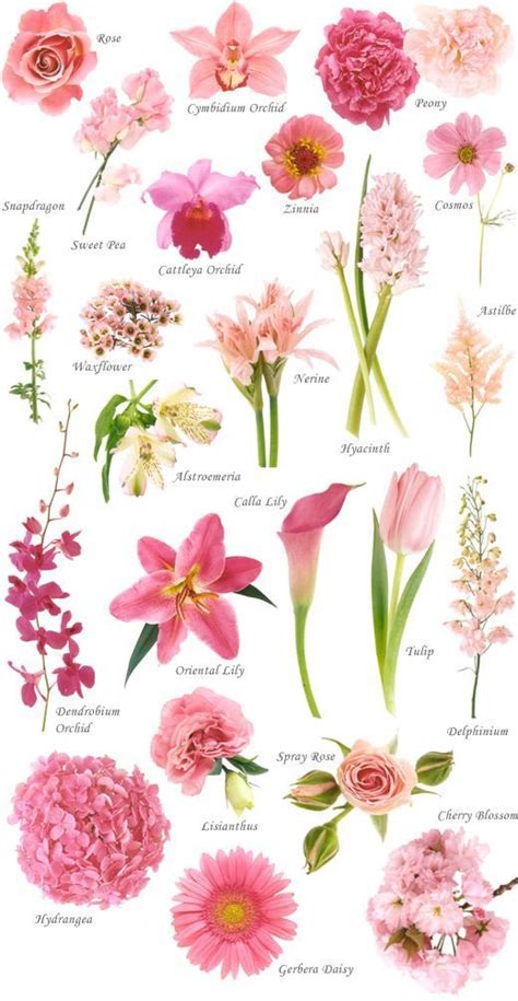 Different Types Of Florist Flowers