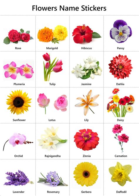 different types of flowers images with names