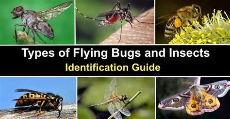 Different Types Of Flying Insects