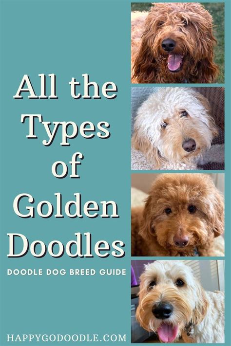 different types of goldendoodles