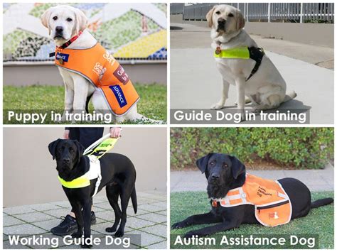 Different Types Of Guide Dogs Uk