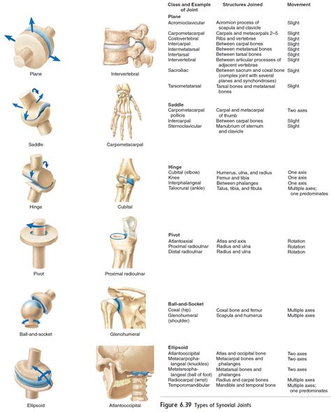 Different Types Of Joints: A Skeletal Anatomy Guide