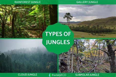 Different Types Of Jungles