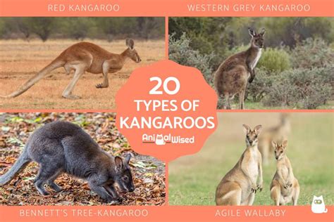 Different Types of Kangaroos