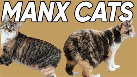 Different Types Of Manx Cats