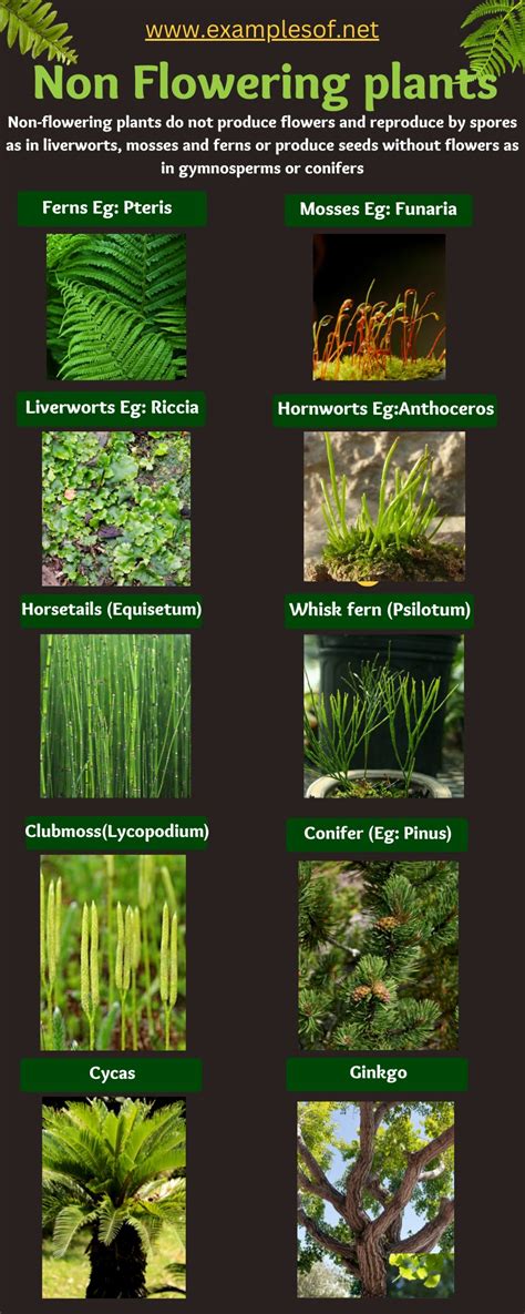 Different Types Of Non Flowering Plants
