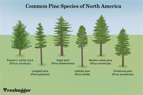 Different Types Of Pine Trees In Minnesota