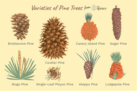Different Types Of Pine Trees In Oregon