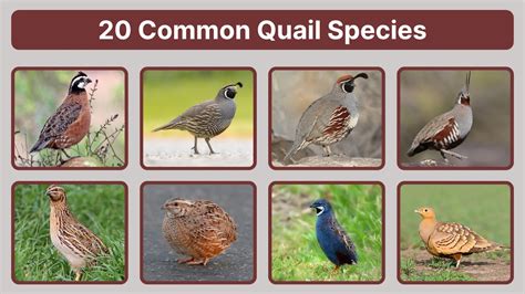 10 Different Types Of Quail You Can Raise At Home