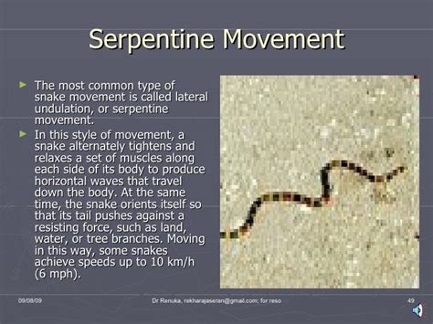 Different Types Of Serpentine