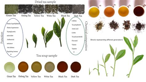 Different Types Of Tea Leaves