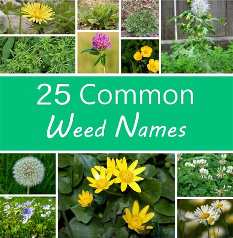 different types of weeds and their names