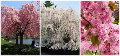 Different Types Of Weeping Cherry Tree