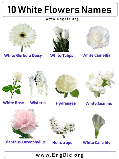 different types of white flowers names