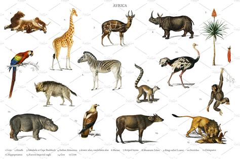 different types of wildlife