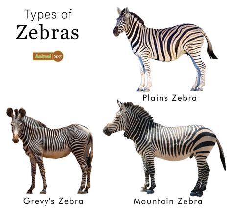 Different Types Of Zebras: What Makes Them Unique