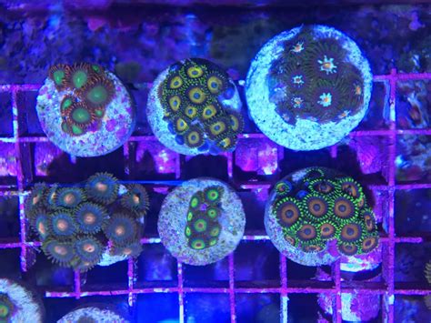 Different Types Of Zoas