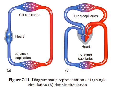 Differential By Diagram Single And Double Circulation