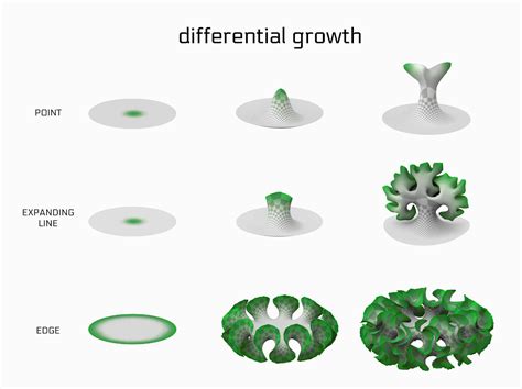 Differential Growth