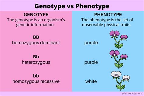 differentiate between genotype and phenotype with examples